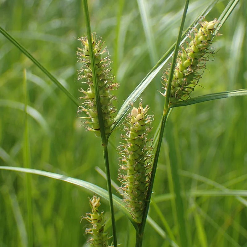 Woolly Sedge
