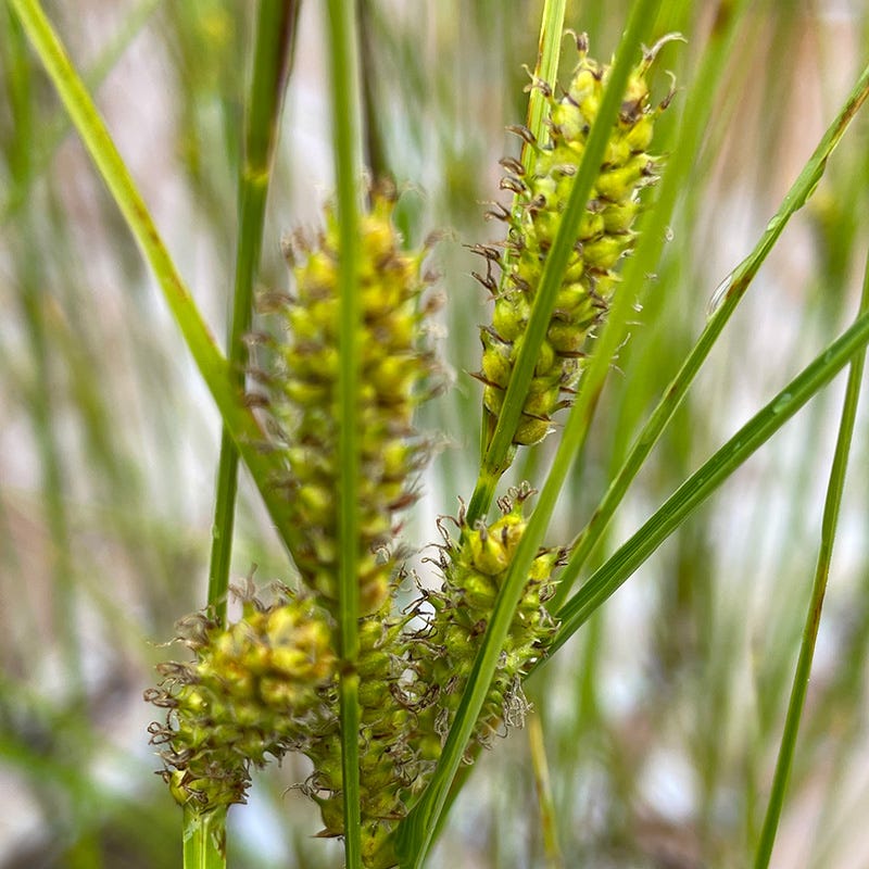 Woolly Sedge - Image 2