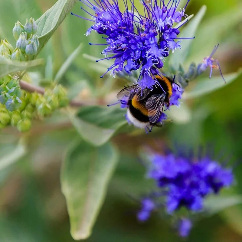 Dark Knight Caryopteris - Image 2