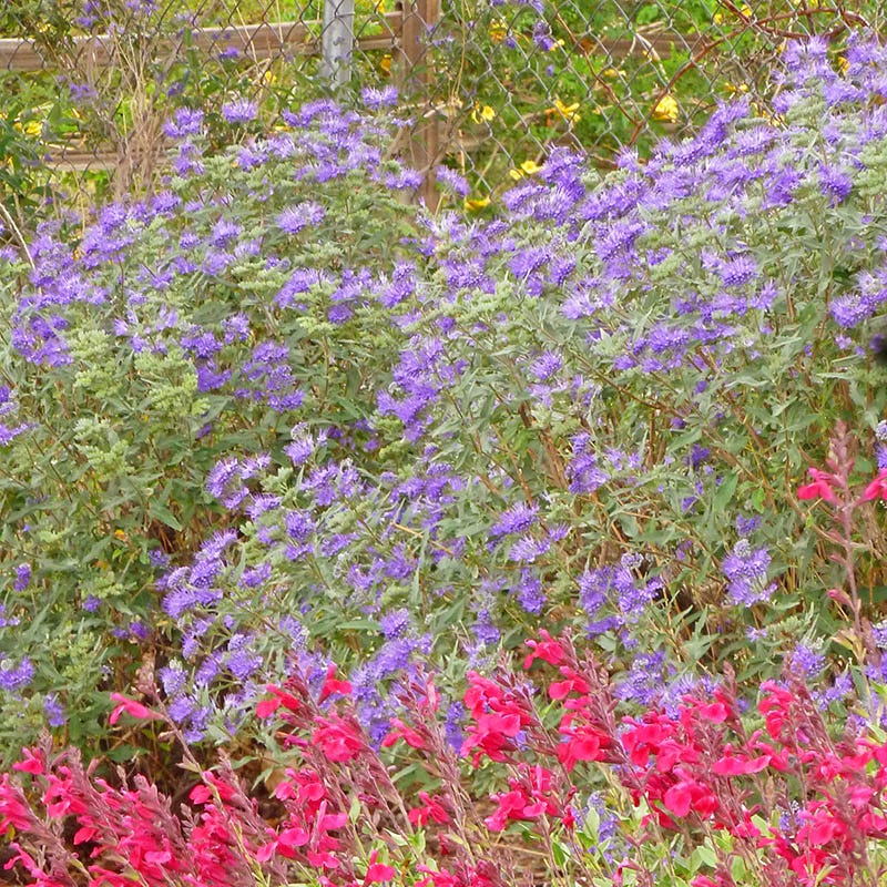 Dark Knight Caryopteris - Image 3