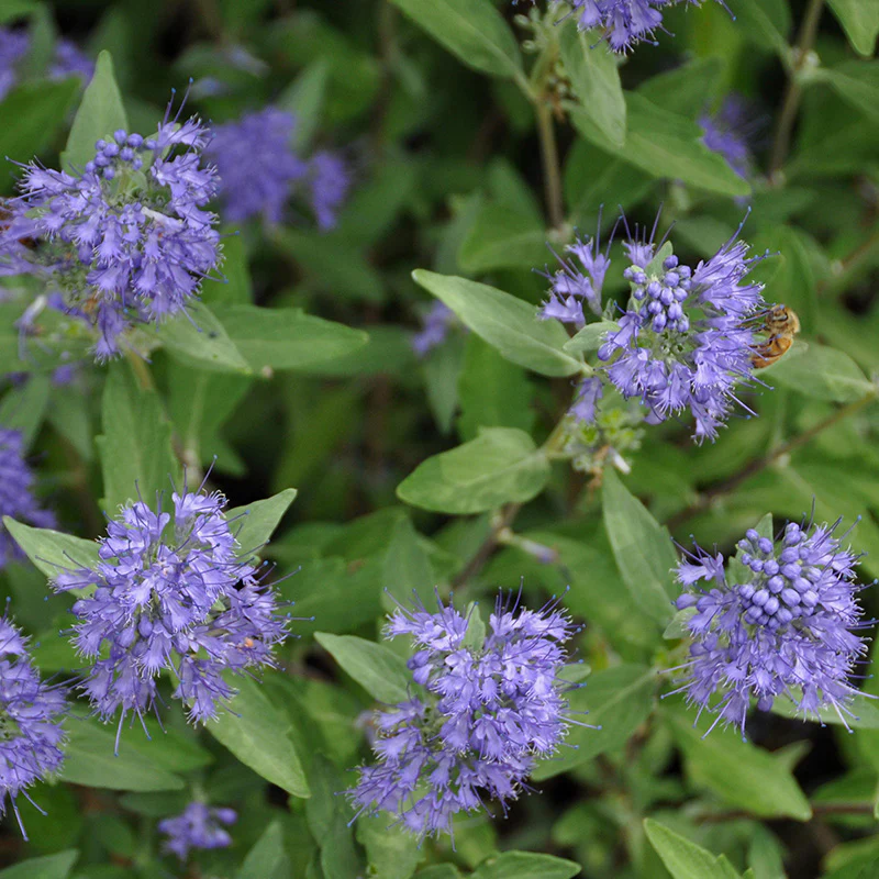 Longwood Blue Caryopteris - Image 2