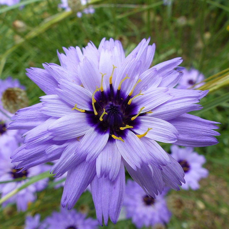 Cupid's Dart (Catanache) - Image 2