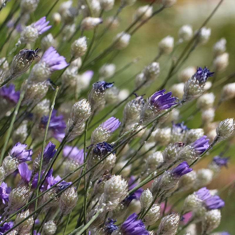 Cupid's Dart (Catanache) - Image 4