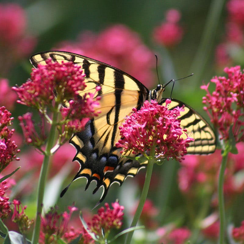 Rosy Trio Valerian Collection (Centranthus) - Image 5