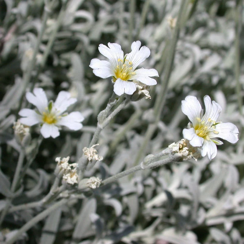 Snow-in-Summer (Cerastium) - Image 2