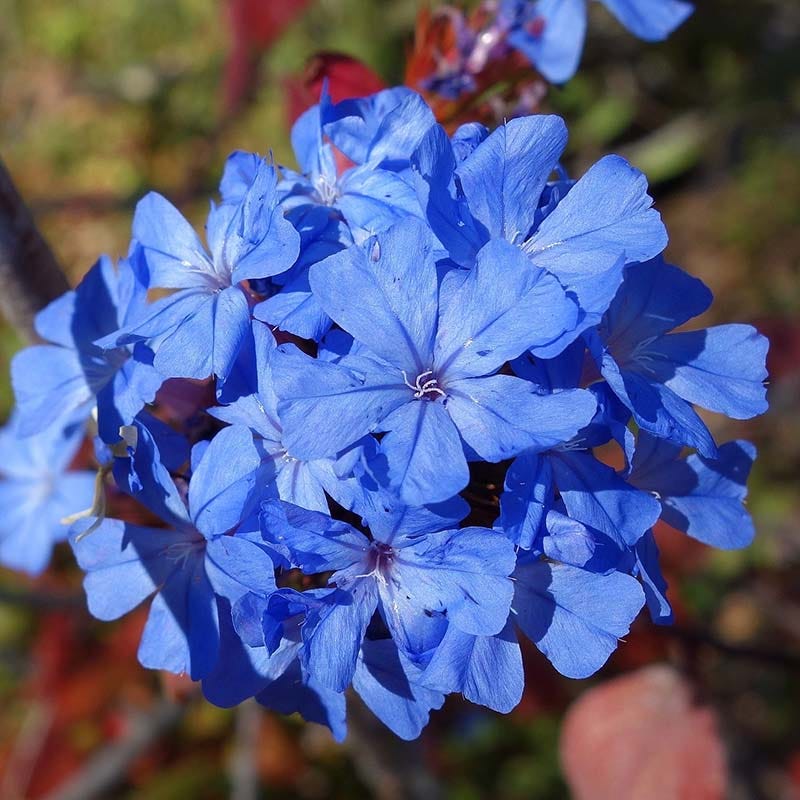Chinese Plumbago (Ceratostigma)