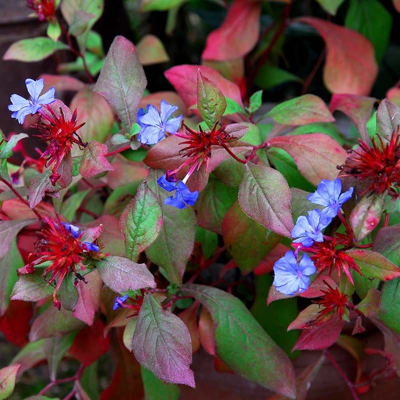 Chinese Plumbago (Ceratostigma) - Image 2
