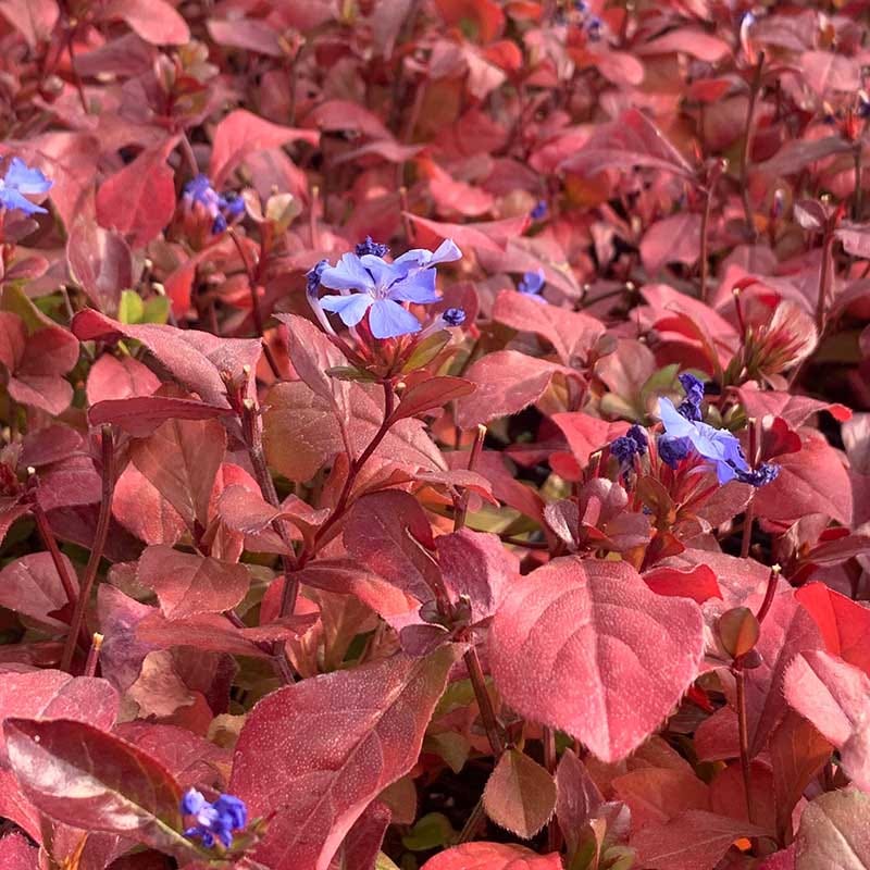 Hardy Plumbago (Ceratostigma) - Image 4