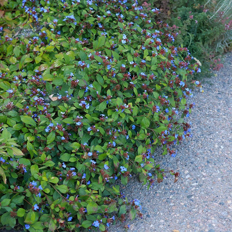 Hardy Plumbago (Ceratostigma) - Image 7