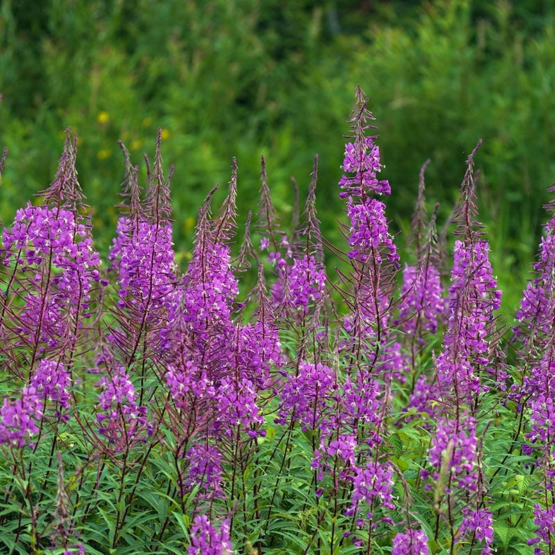 Fireweed - Image 2