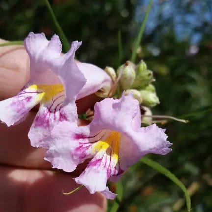 Conchas Dam Pink Desert Willow - Image 3