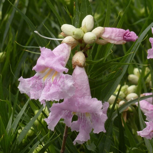 Paradise Desert Willow - Image 2
