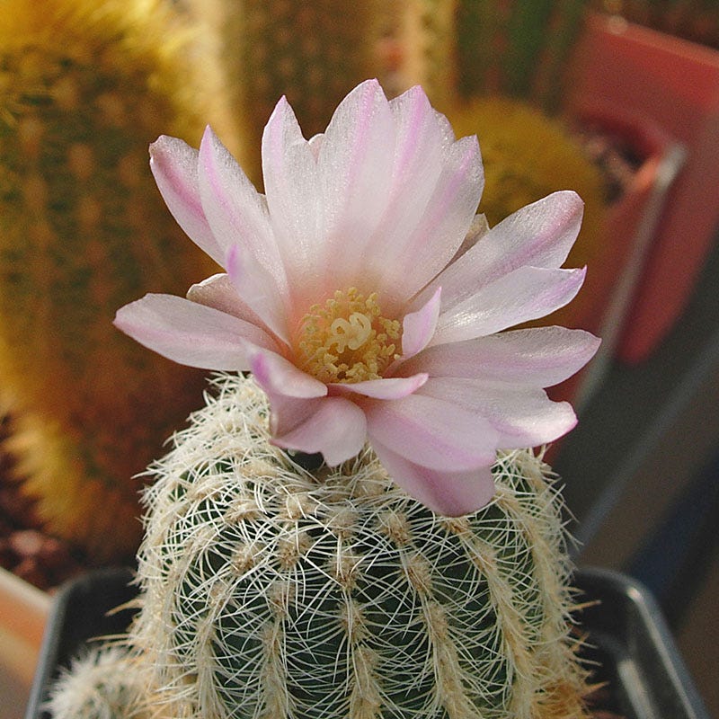 Miniature Chin Cactus (Gymnocalycium) - Image 2