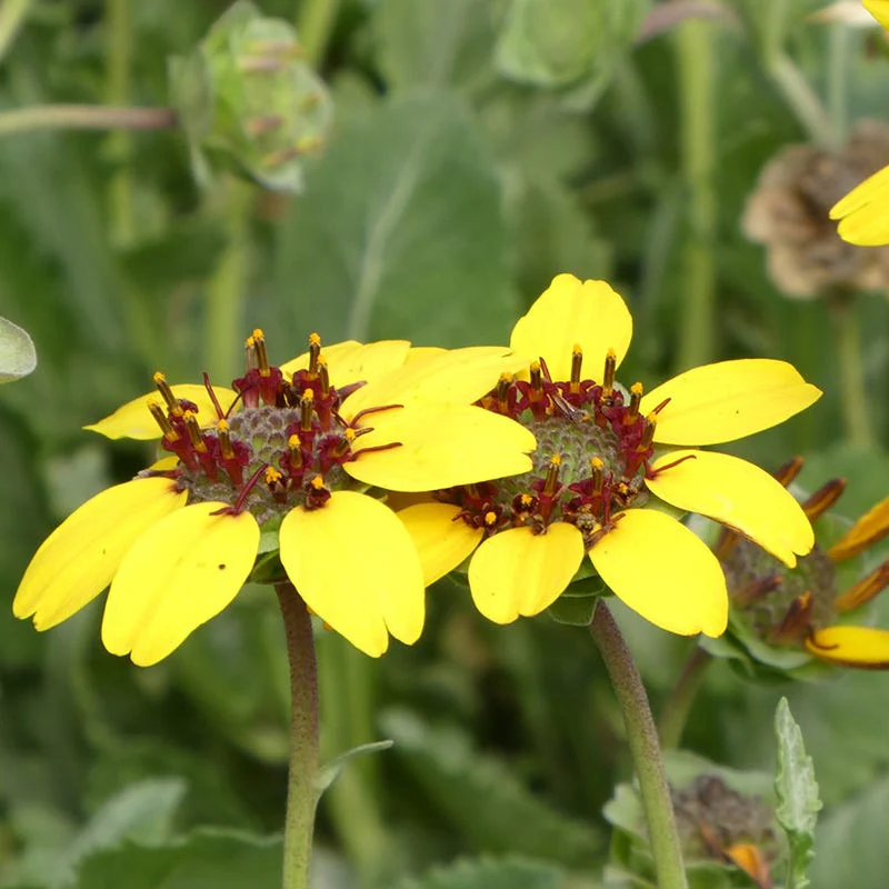 Mora County Chocolate Flower (Berlandiera)