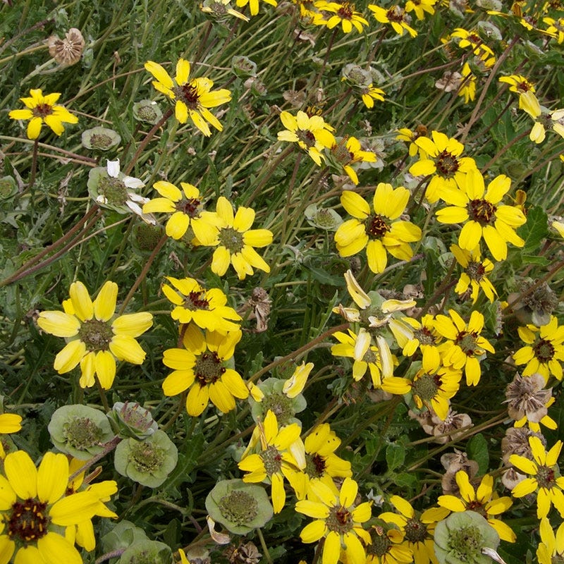 Mora County Chocolate Flower (Berlandiera) - Image 3