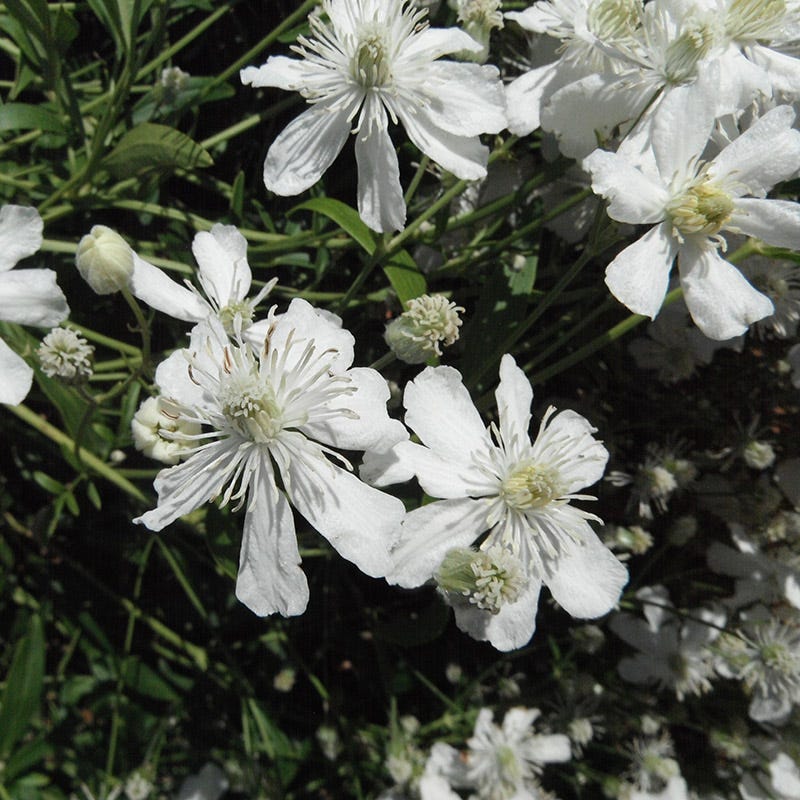 Mongolian Snowflakes (Clematis) - Image 3