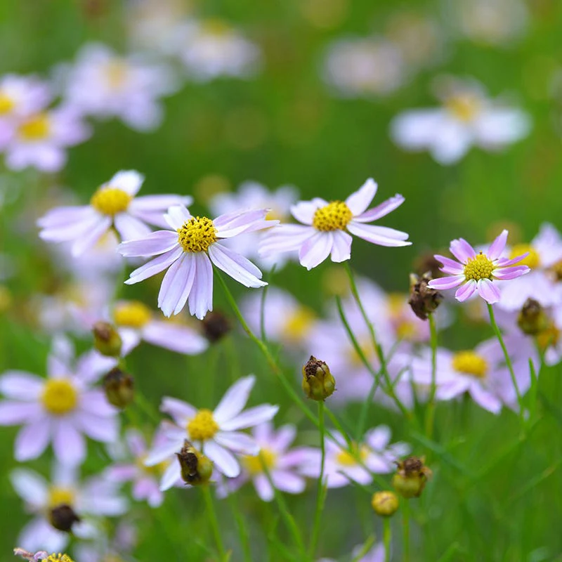 American Dream Coreopsis - Image 3