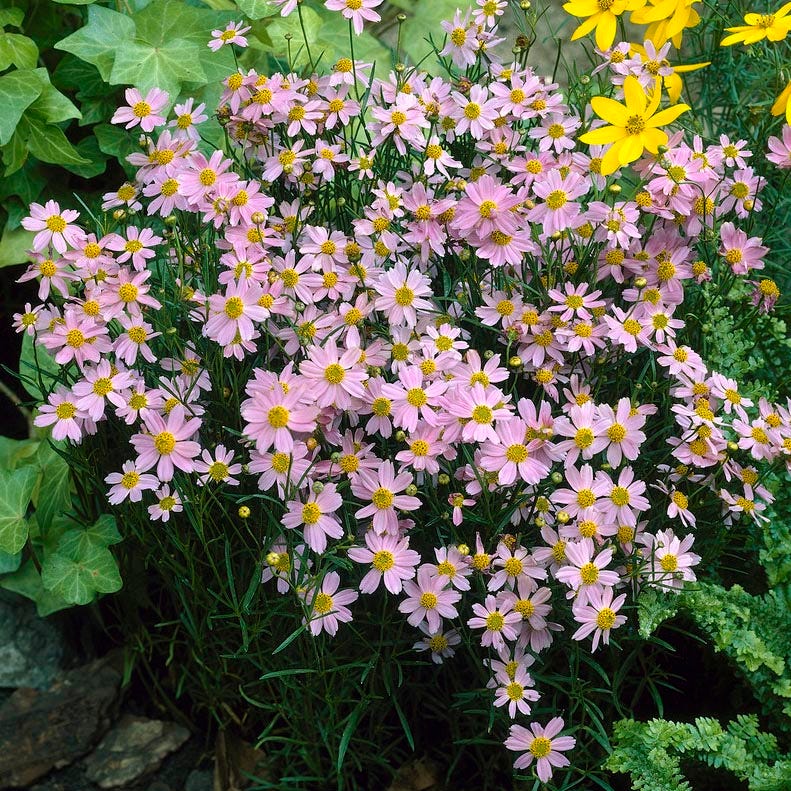 American Dream Coreopsis - Image 4