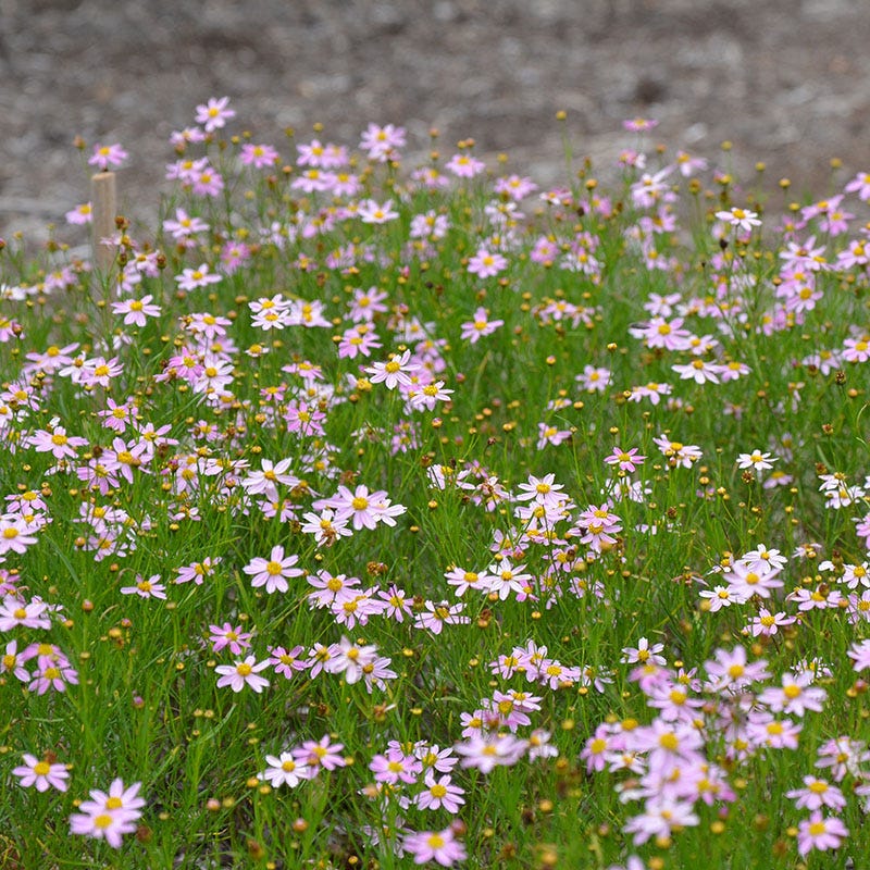 American Dream Coreopsis - Image 5