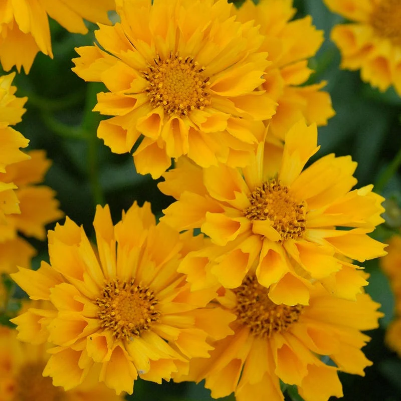 Jethro Tull Coreopsis - Image 3