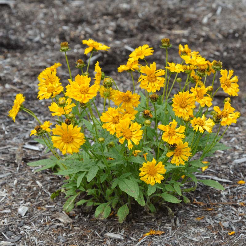 Jethro Tull Coreopsis - Image 4