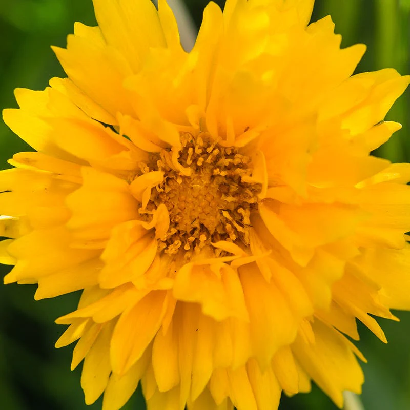 Sunray Coreopsis - Image 3