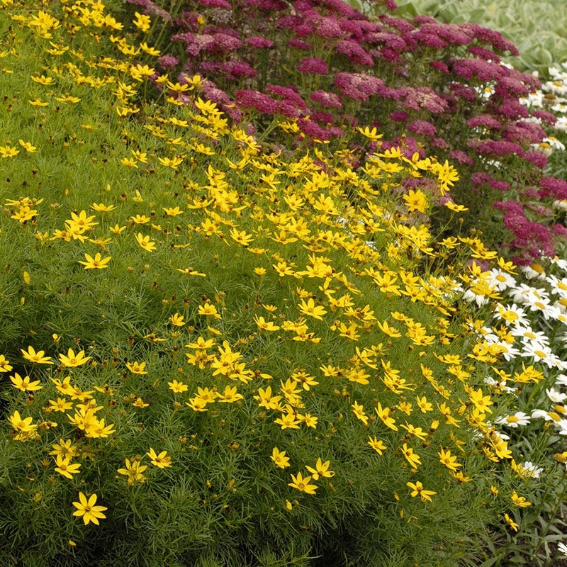 Zagreb Coreopsis - Image 3