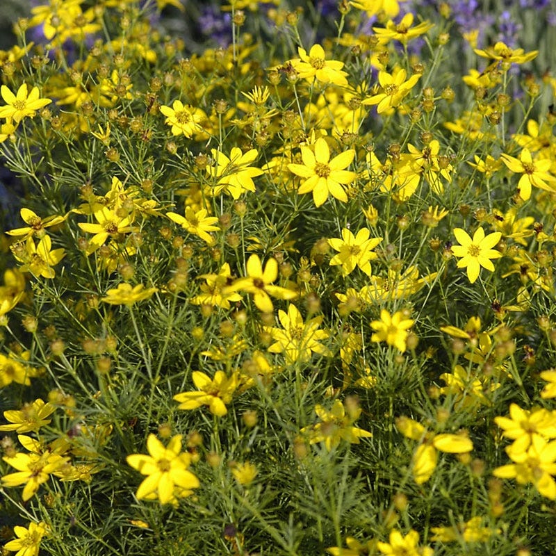 Zagreb Coreopsis - Image 4