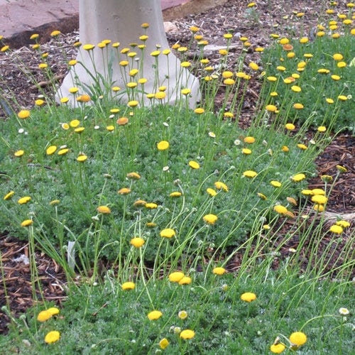 Creeping Gold Buttons (Cotula) - Image 2