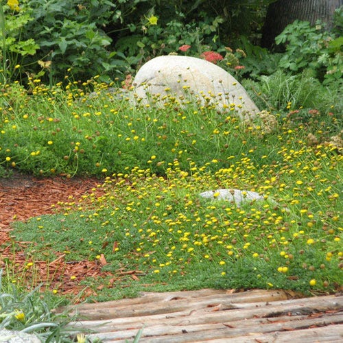 Creeping Gold Buttons (Cotula) - Image 3