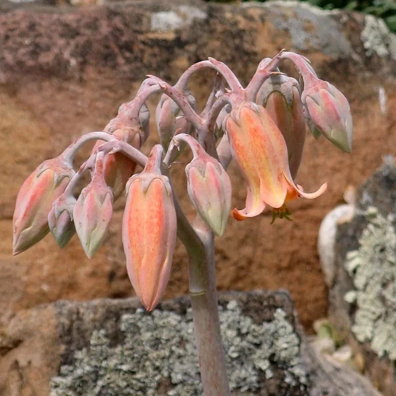Red Edged Pig's Ear (Cotyledon) - Image 2