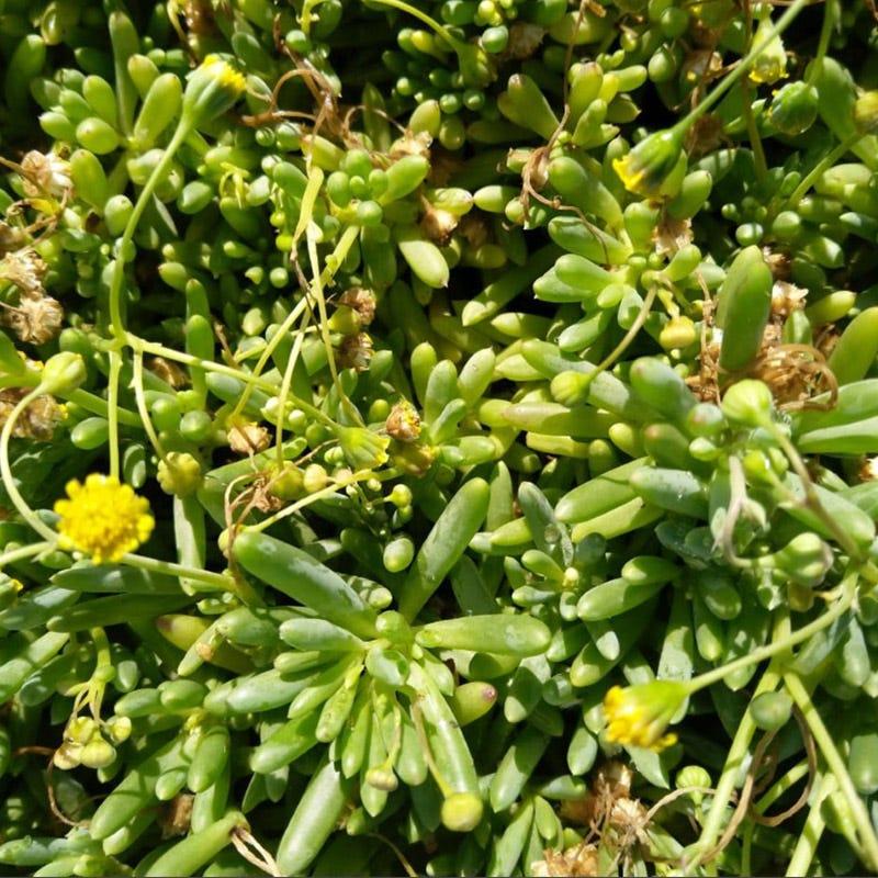 Little Pickles (Crassothonna) - Image 3