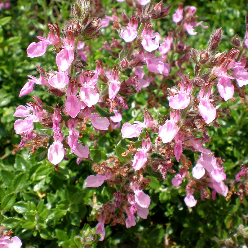Compact Creeping Germander (Teucrium) - Image 2