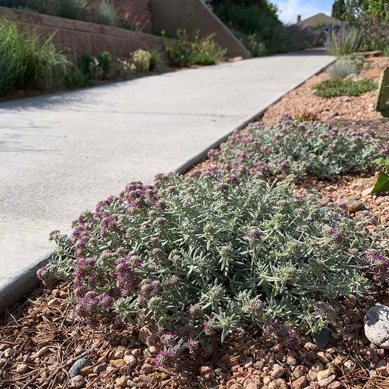 EVERSILVER™ Creeping Germander (Teucrium) - Image 3