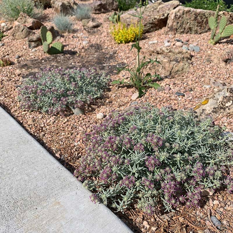 EVERSILVER™ Creeping Germander (Teucrium) - Image 4