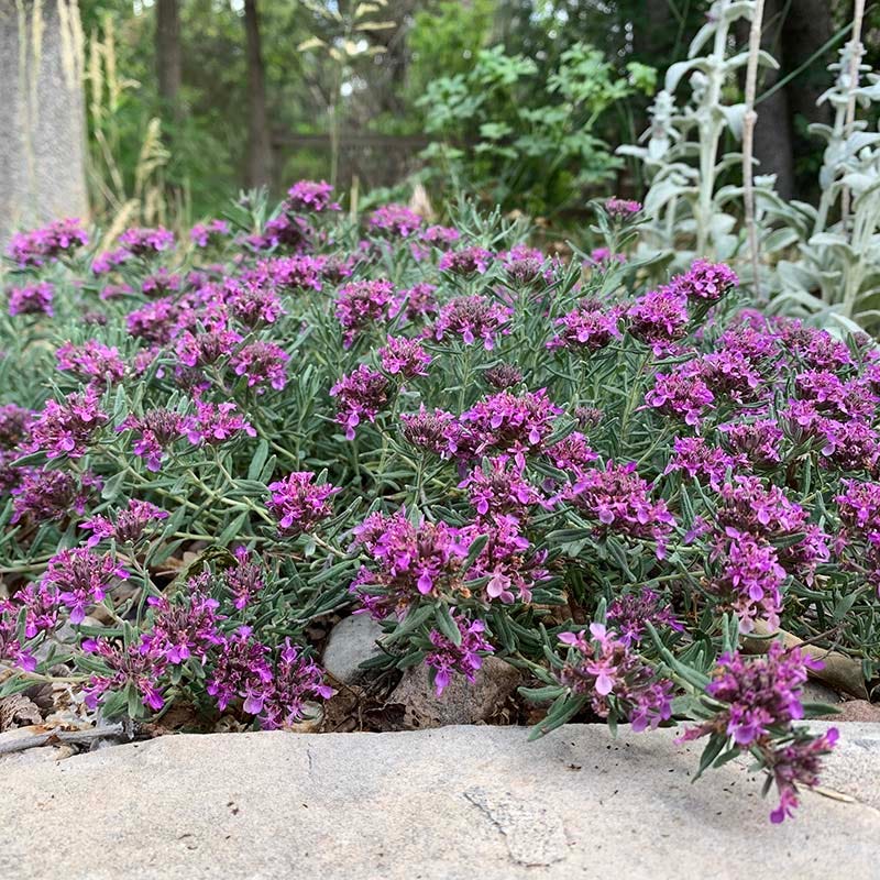 Gray Creeping Germander (Teucrium) - Image 3