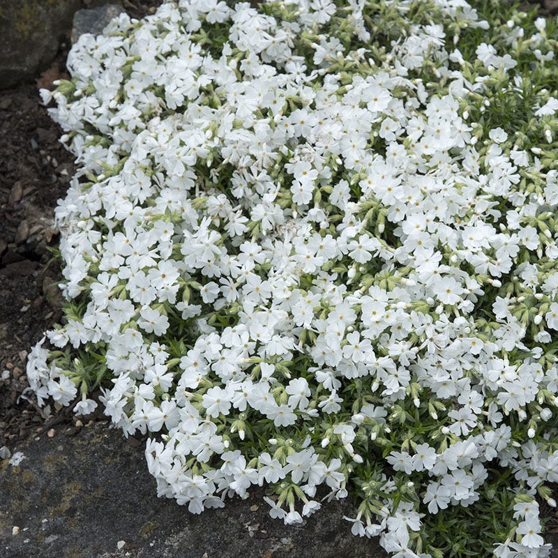 Snowflake Creeping Phlox - Image 3