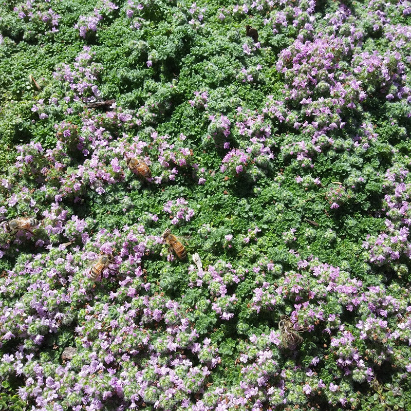 Elfin Creeping Thyme - Image 3