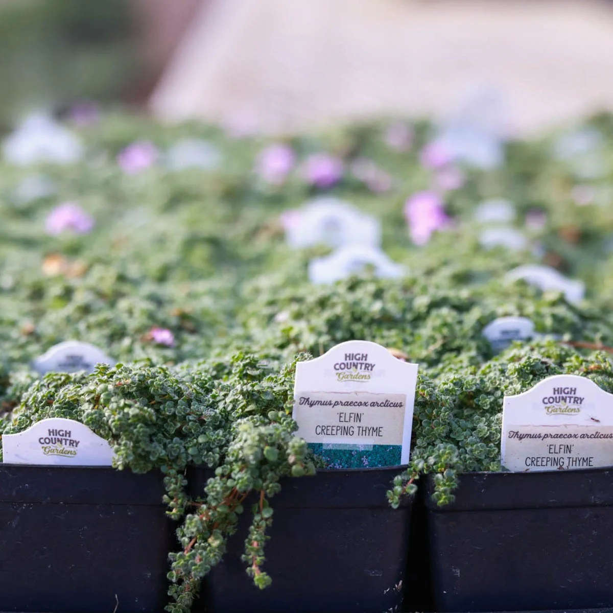 Elfin Creeping Thyme - Image 4