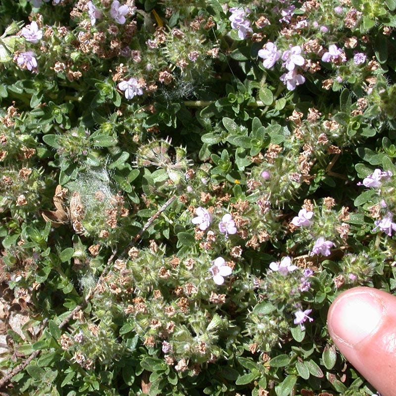 Reiter Creeping Thyme - Image 3