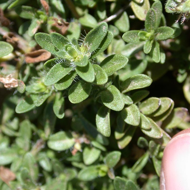 Reiter Creeping Thyme - Image 4