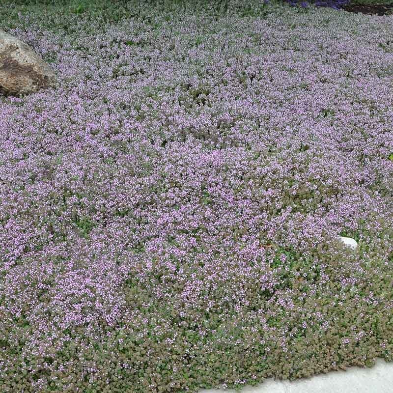 Reiter Creeping Thyme - Image 5