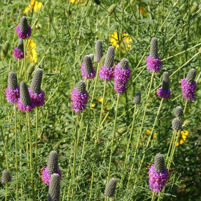 Purple Prairie Clover (Dalea) - Image 4