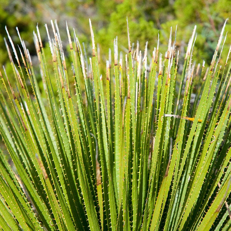 Texas Sotol (Dasylirion) - Image 2