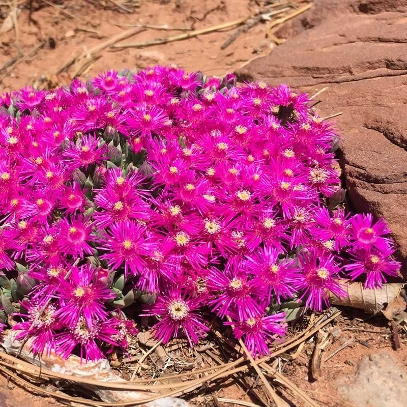 David's Dependable Desert Plant Collection - Image 2