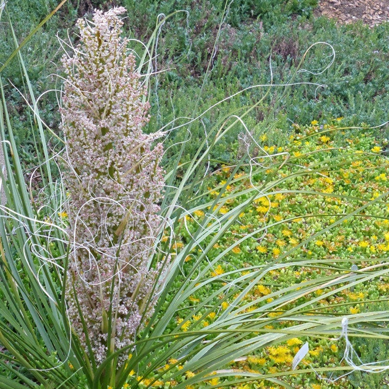 David's Dependable Desert Plant Collection - Image 3