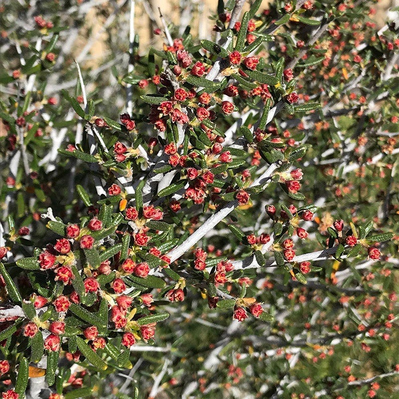 David's Dependable Desert Plant Collection - Image 4