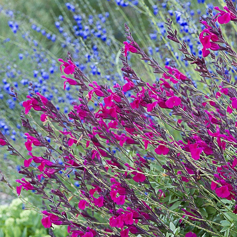David's Dependable Desert Plant Collection - Image 5