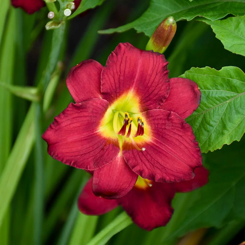 Pardon Me Reblooming Daylily - Image 3