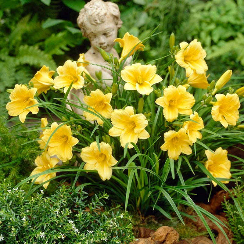 Stella D'Oro Reblooming Daylily - Image 3